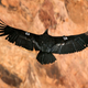 A condor in flight near the Grand Canyon.